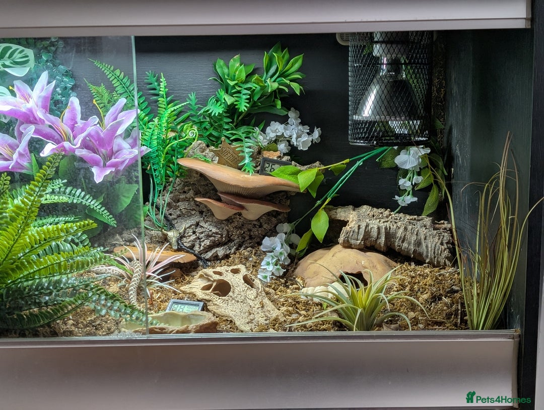 Snake reptiles for sale: Hognose with vivarium  - Image 6