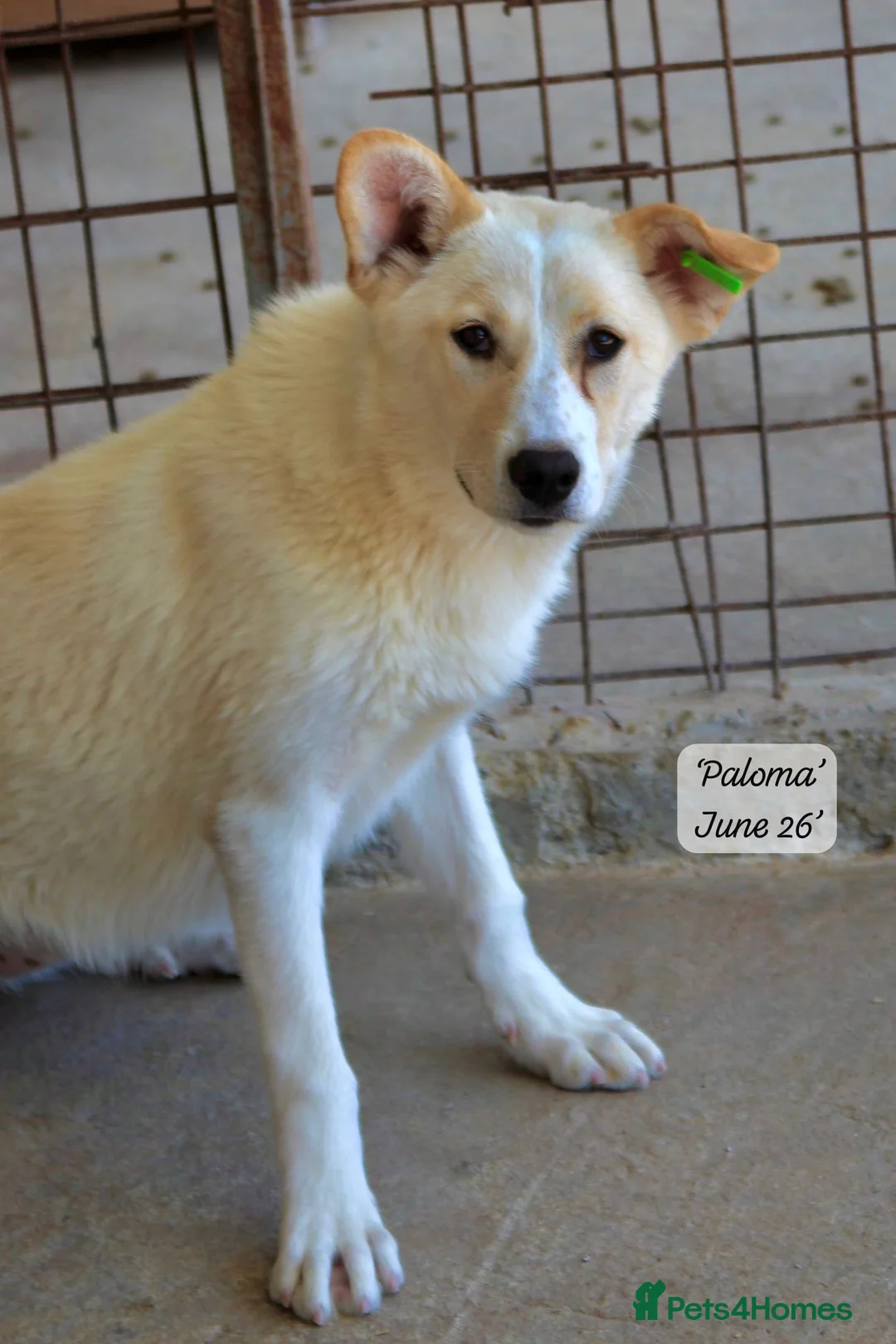 Mixed Breed dogs for adoption: Paloma, 7-8 months. Available for adoption. in Brixham - Advert 2
