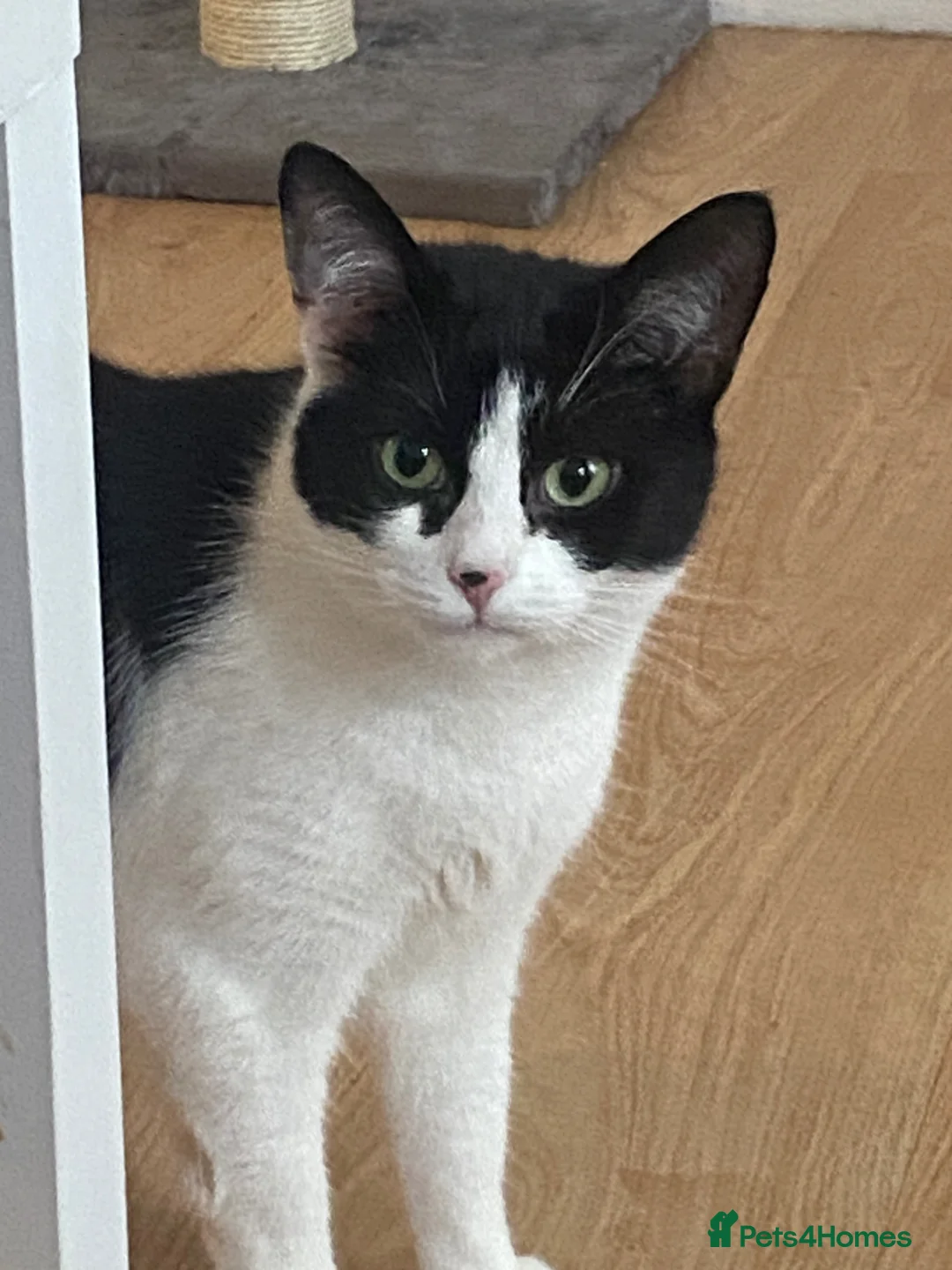 Mixed Breed cats for sale: Female cat  - Advert 1