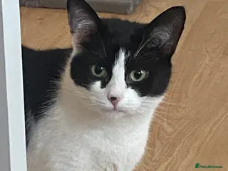 Mixed Breed cats Female cat - Advert 16