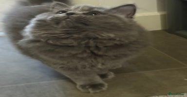 British Shorthair cats - Advert 5