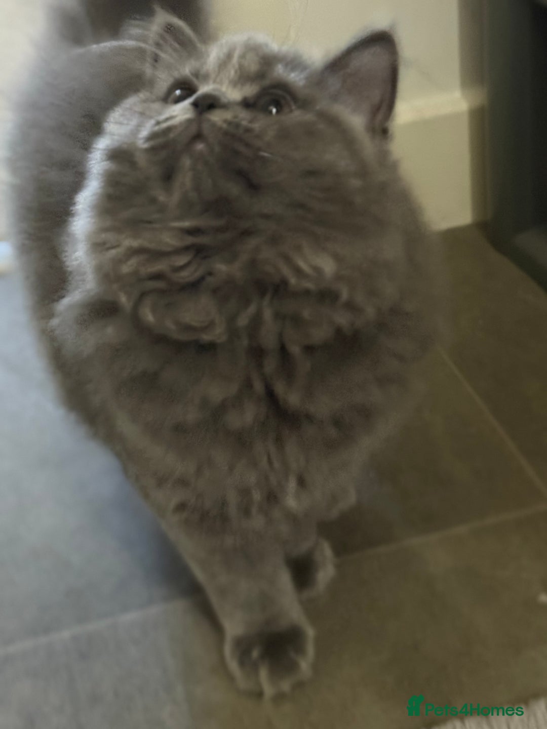 British Shorthair cats for sale: Champion Bloodline British Shorthair & Longhair - Image 5