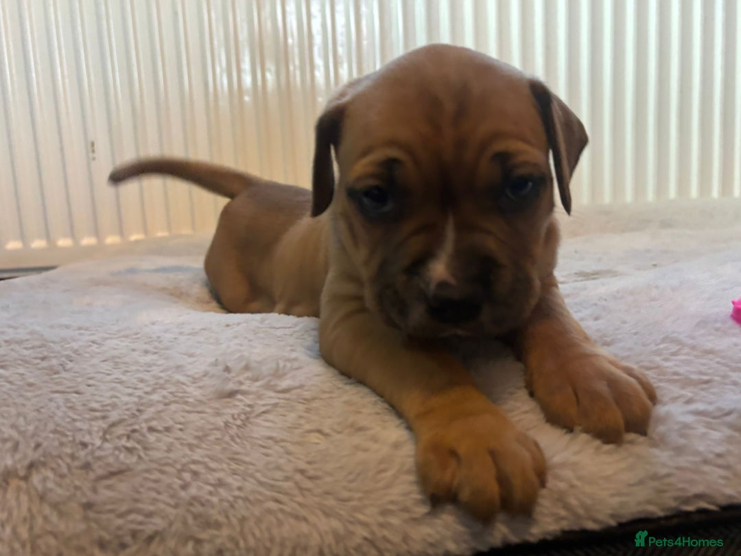 American Bulldog dogs for sale: American bulldog pups for sale - Advert 35