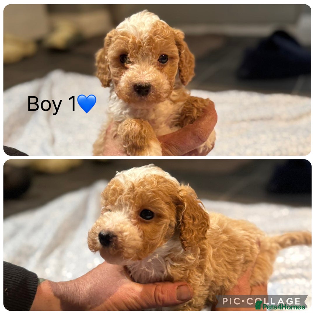 Cockapoo dogs for sale: Cockapoo Puppies - Image 2