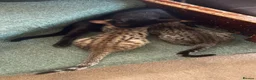 Savannah cats for sale: Savannah F4 kittens - Advert 4