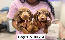 Miniature Dachshund dogs for sale: Stunning baby mini dachshunds  - Image 3