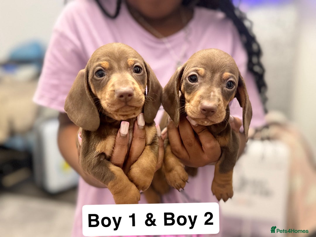 Miniature Dachshund dogs for sale: Stunning baby mini dachshunds  - Image 3
