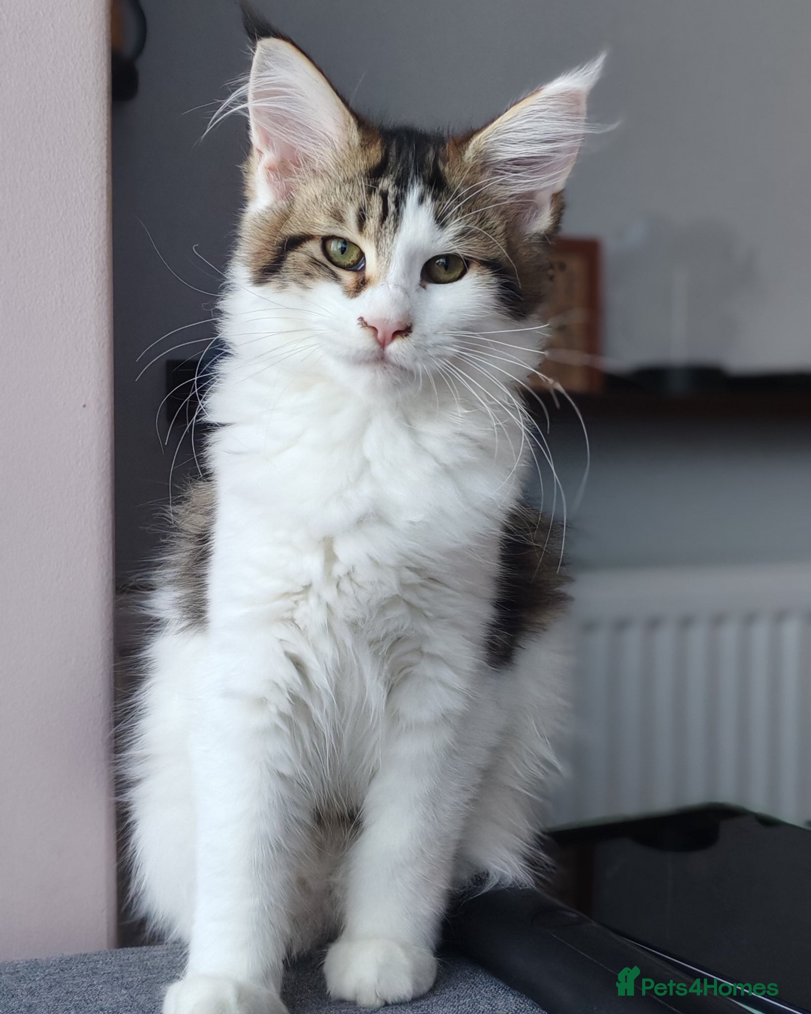 Maine Coon cats Last female - Maine coon  - Advert 2