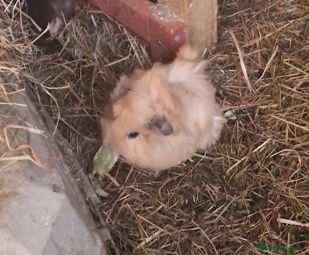 Guinea Pig rodents for sale: guinea pigs available  - Advert 7