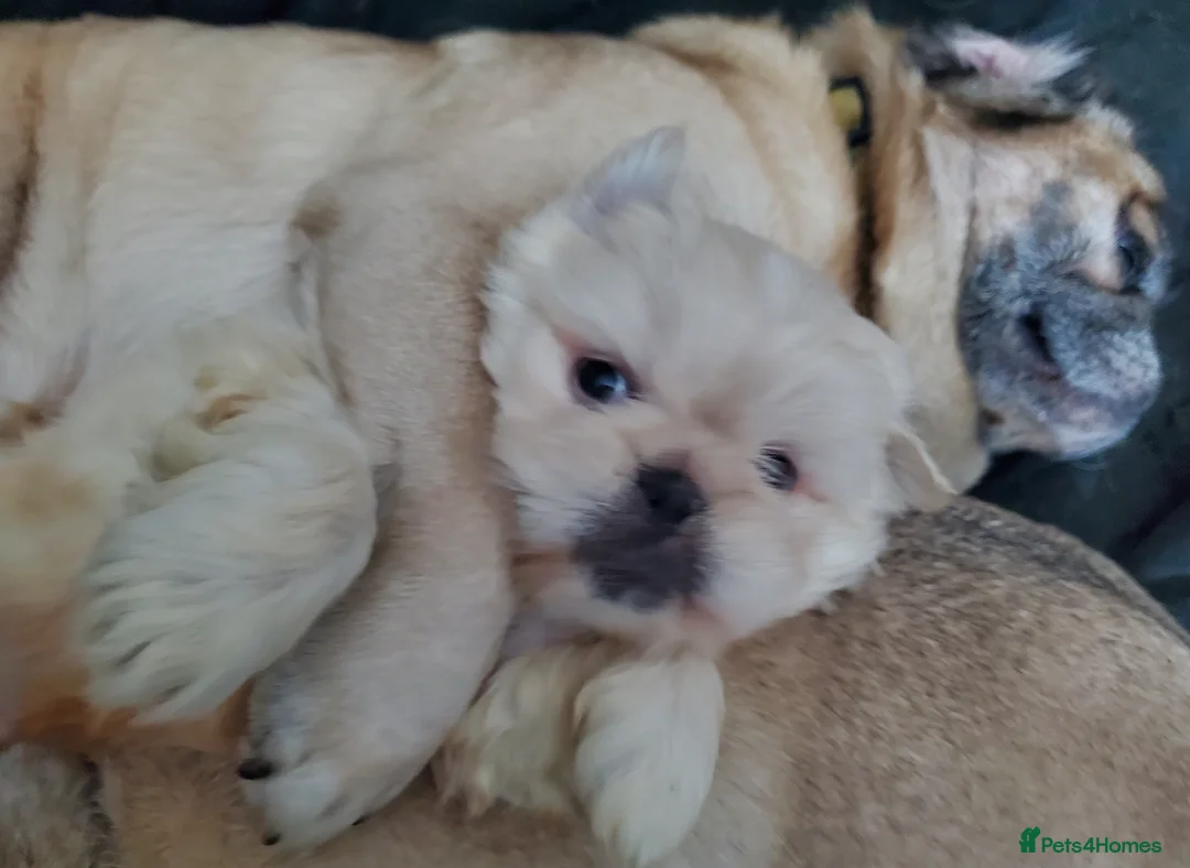 Mixed Breed dogs for sale: Shih tzu cross Pug puppies - Advert 29