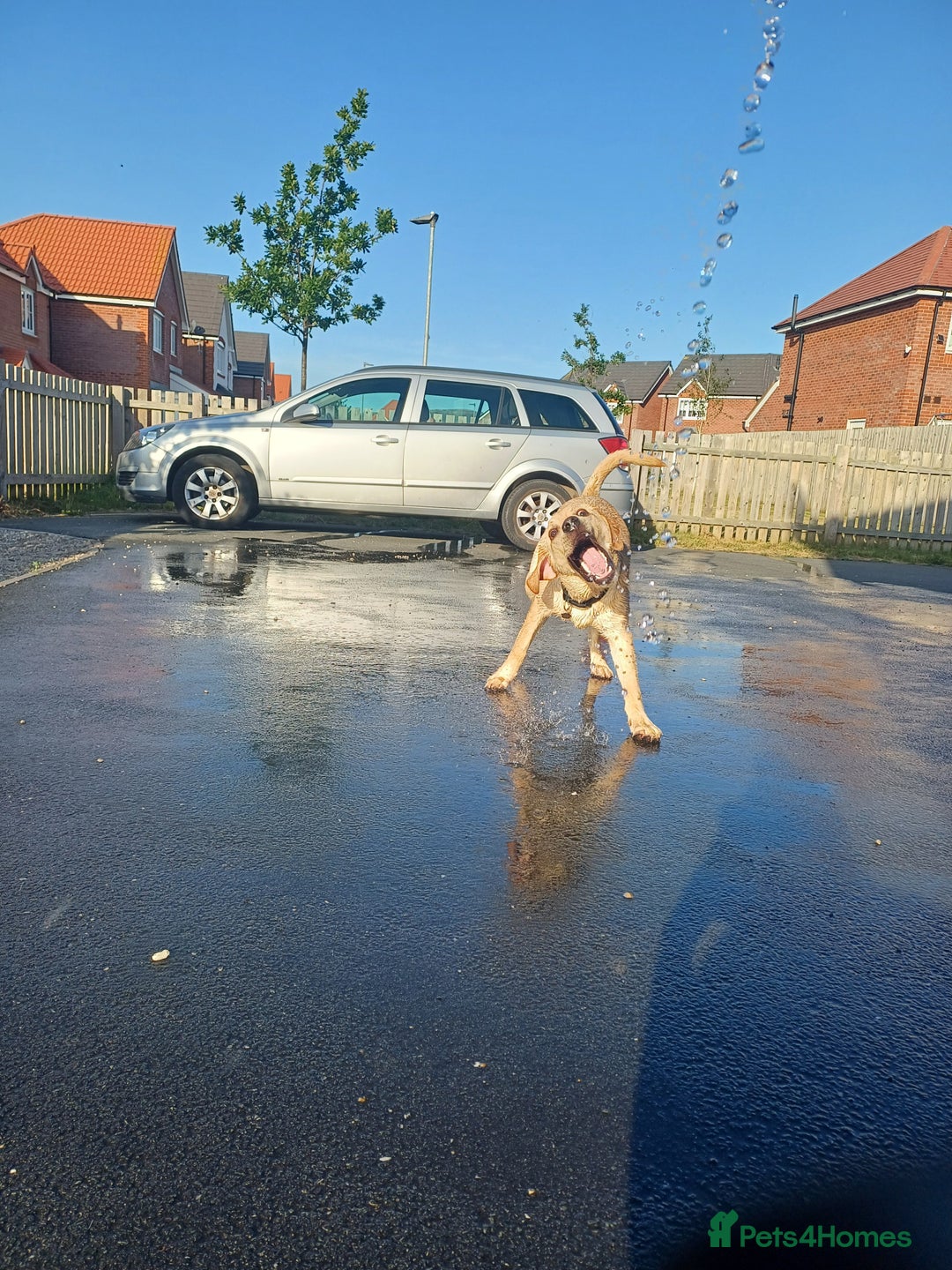 Mixed Breed dogs for sale: Male labrador cross  - Advert 5