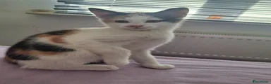 Mixed Breed Kitten 1
