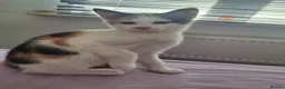 Mixed Breed cats for sale: Four gorgeous kittens  in Wimborne - Advert 6