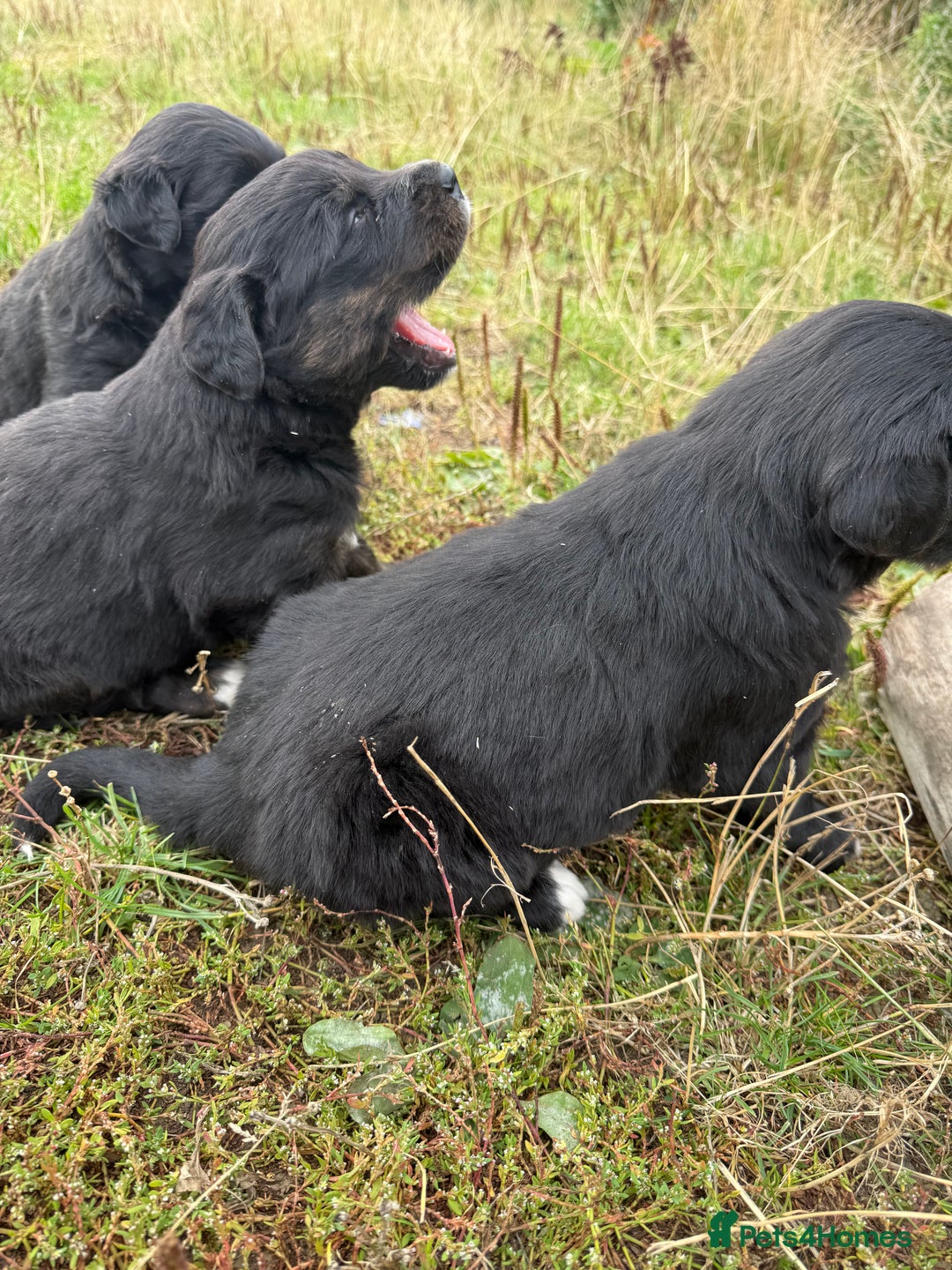 Mixed Breed dogs for sale: Bernese X Golden Retriever Puppies - Image 13