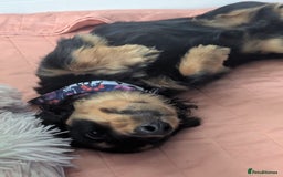 Mixed Breed dogs for sale: 75% Dachshund Cross Puppies - 4 Boys Available - Image 9
