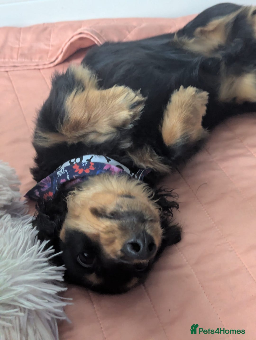 Mixed Breed dogs for sale: 75% Dachshund Cross Puppies - 4 Boys Available - Image 9