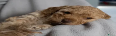 Cockapoo Puppy 4