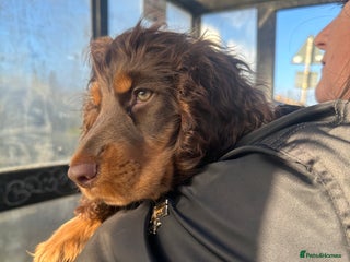 Cocker Spaniel dogs Show x Working type Cocker Spaniel Pup Choc & Tan - Advert 11