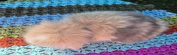 Angora rabbits for sale: 💜STUNNING TEDDYWIDDER X MINI LOP BABIES 💜 - Advert 11