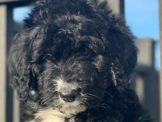 Bernedoodle dogs F1 STANDARD BERNADOODLE LAST 2 BOYS AVAILABLE - Advert 2