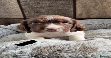 English Springer Spaniel dogs Quality ESS KC Reg Health Tested Parents 5⭐️ - Advert 7