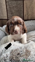 English Springer Spaniel dogs Quality ESS KC Reg Health Tested Parents 5⭐️ - Advert 4