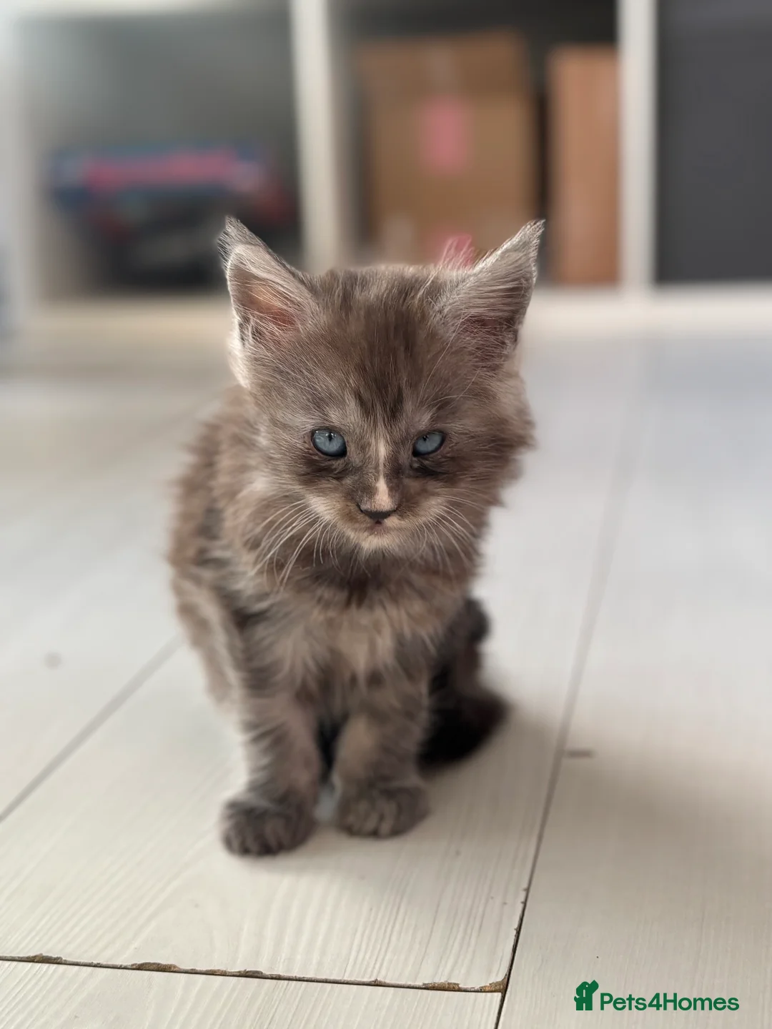 Maine Coon cats for sale: Cute Maine coon 2 boys & girl Blue eyes  - Advert 14