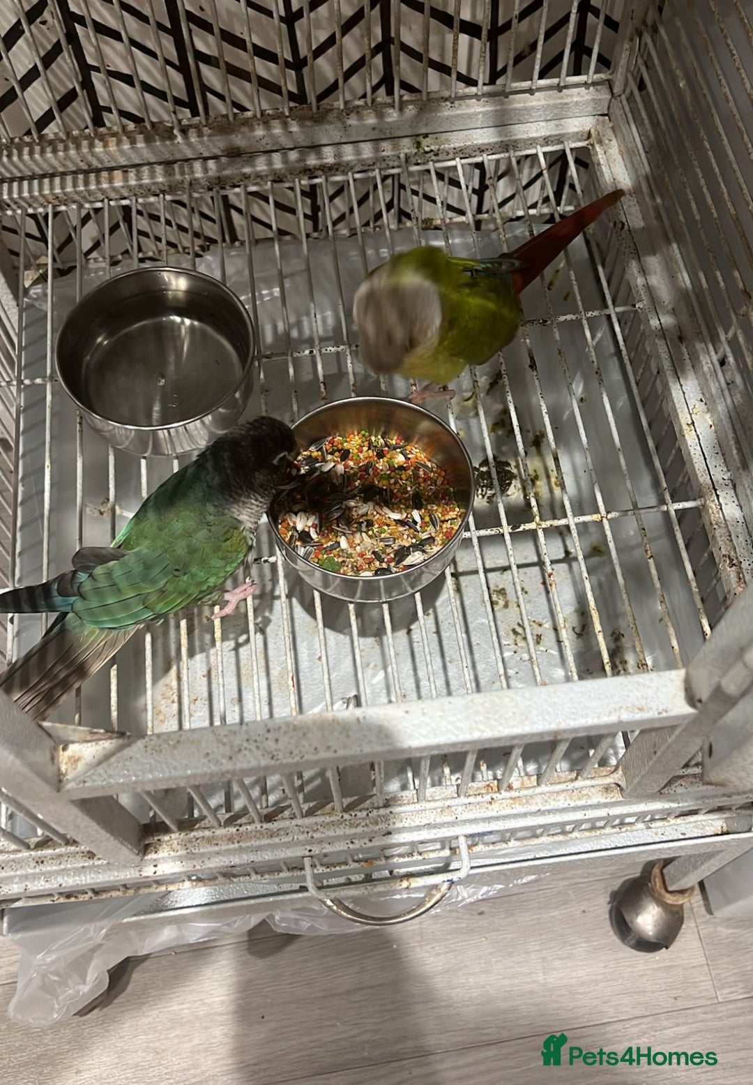 Conures birds for sale: Proven pair conurse - Image 3