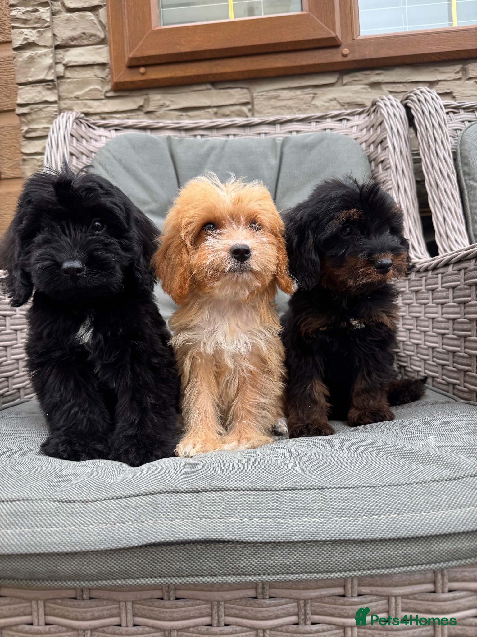 Cockapoo dogs F1 Cockapoos (council licensed)  - Advert 1