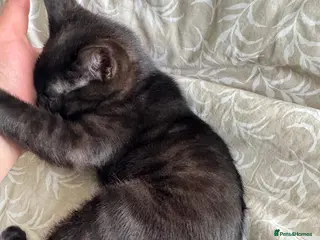 Bengal cats Bengal kittens - Advert 7