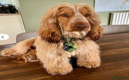 Cocker Spaniel dogs for sale: 4⭐️Licensed KC Reg English Show Cocker Spaniel - Image 29