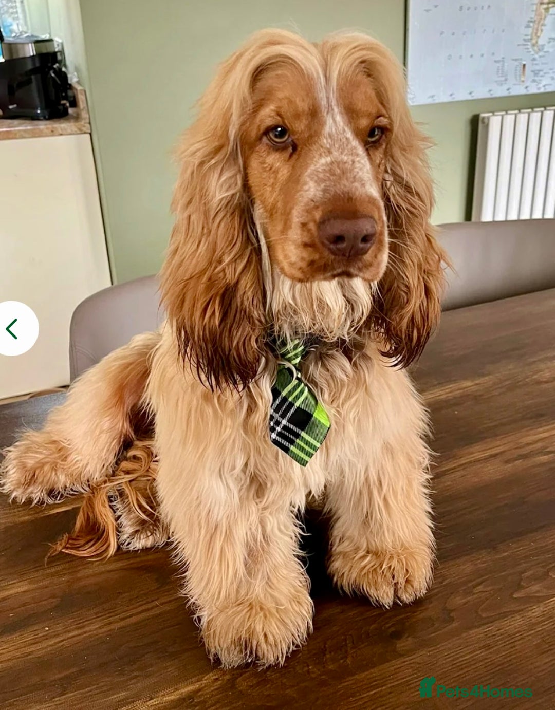 Cocker Spaniel dogs for sale: 4⭐️Licensed KC Reg English Show Cocker Spaniel - Image 29