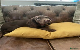 Cocker Spaniel dogs for sale: Stunning KC reg working cocker spaniel - Image 8