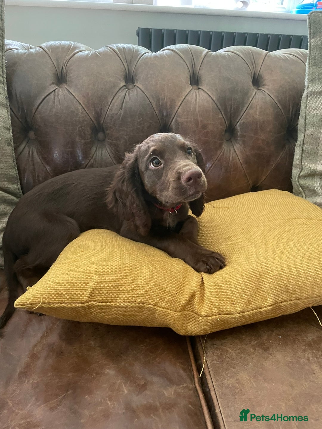 Cocker Spaniel dogs for sale: Stunning KC reg working cocker spaniel - Image 8