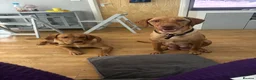 Labrador Retriever dogs for sale: 3 year old Labrador  - Advert 4