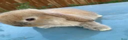French Lop rabbits for sale: French Lop Bunnies in London - Advert 3