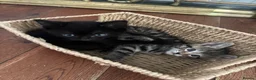 Mixed Breed cats for sale: 4 beautiful kittens left available  - Advert 4