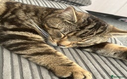 Domestic Shorthair cats for sale: Male cat - Image 1