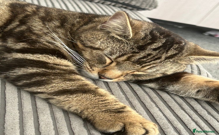 Domestic Shorthair cats - Advert 13