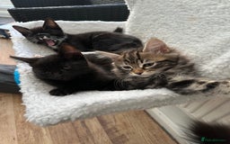 Maine Coon cats for sale: Cute adorable kitten have there own style  - Image 3