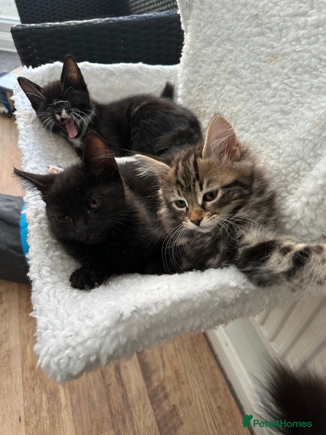 Maine Coon cats for sale: Cute adorable kitten have there own style  - Image 3
