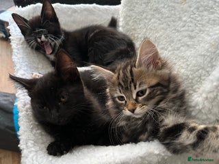 Maine Coon cats - Advert 25