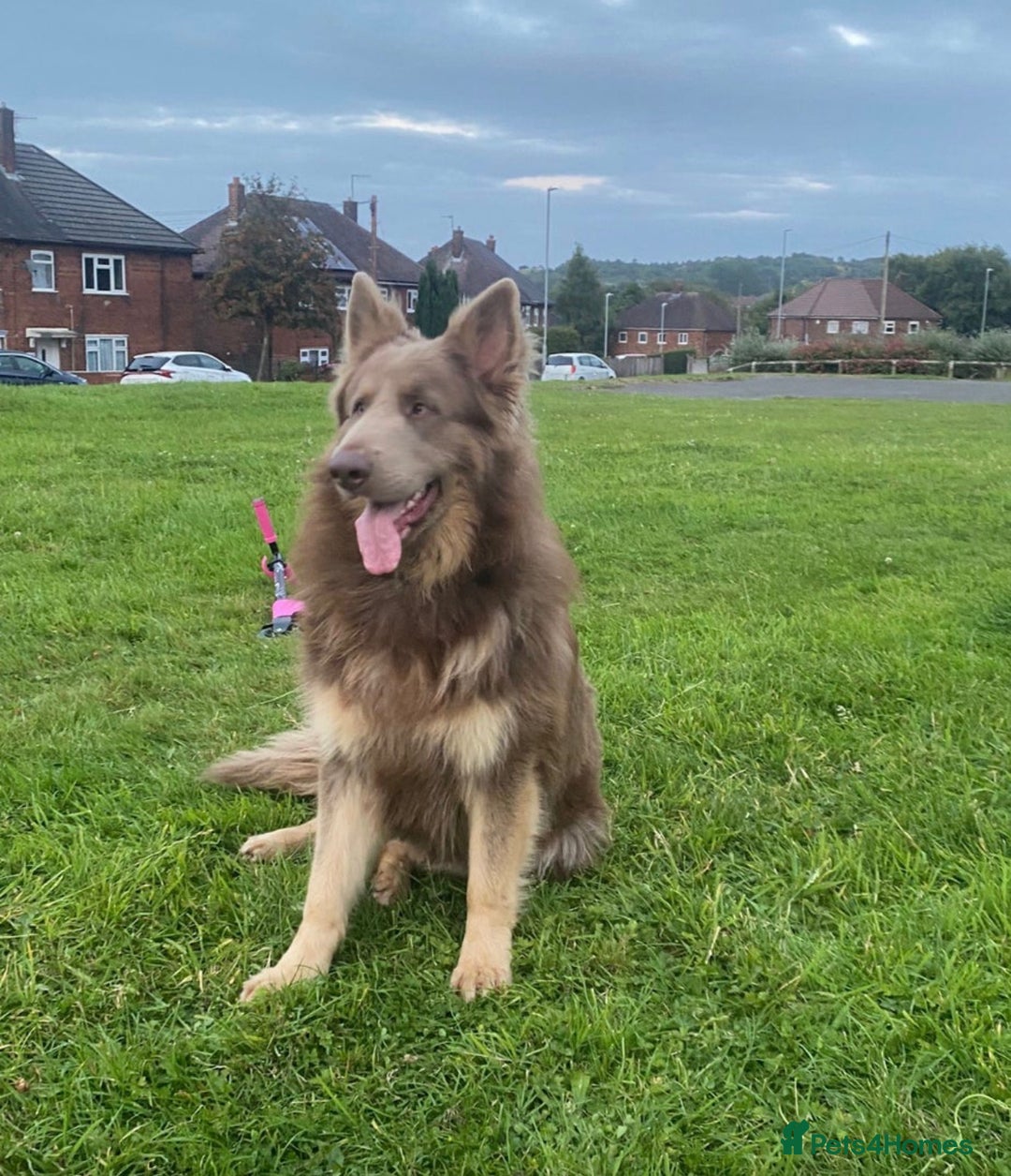 German Shepherd dogs for sale: Long Haired Health Tested German Shepherd Pups  - Advert 4