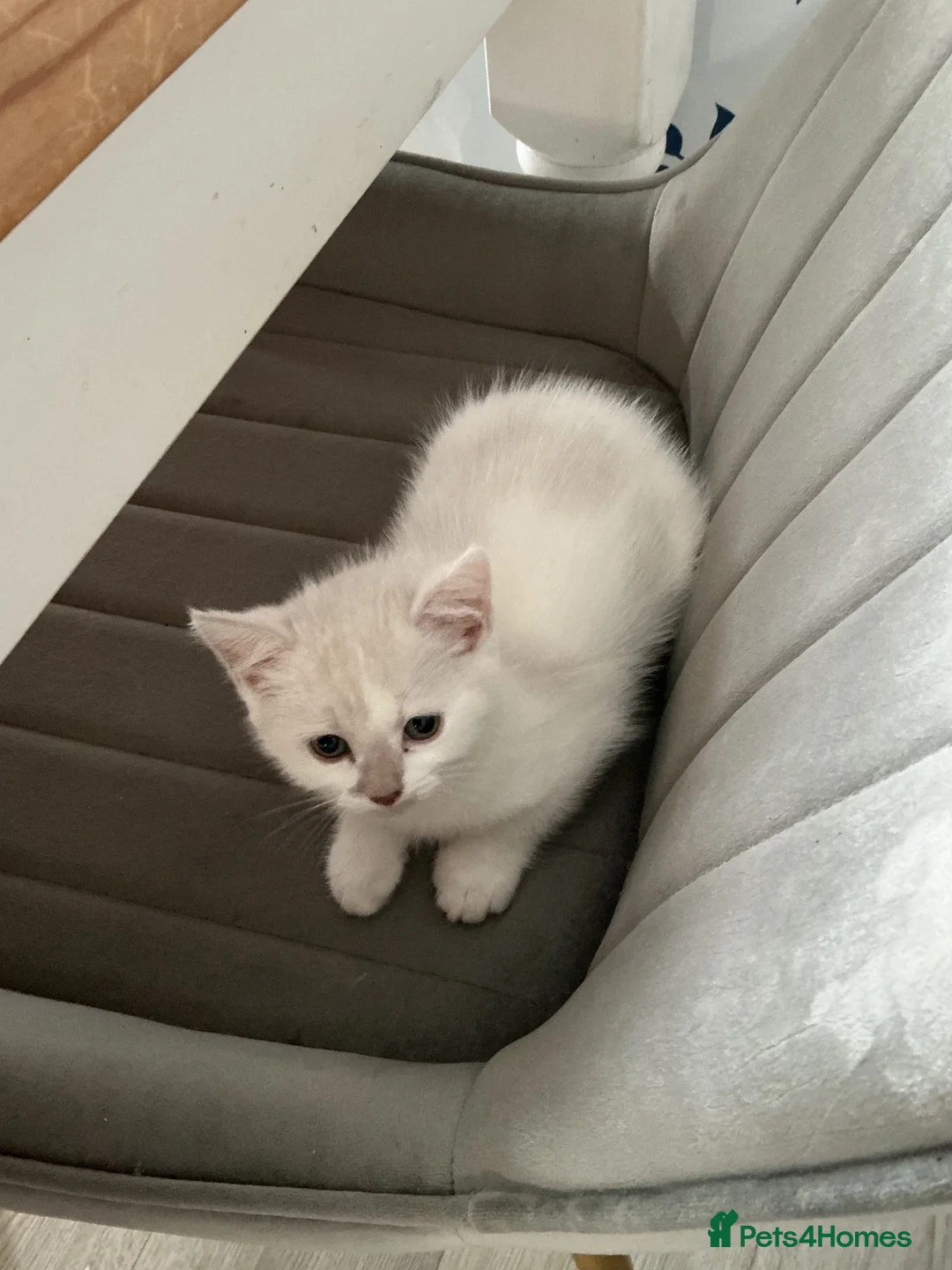 Mixed Breed cats for sale: Unusual coloured kittens in Leicester - Advert 7
