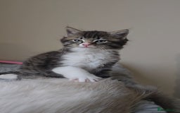 Ragdoll cats for sale: *READY NOW* RAGDOLL CROSS LONG-HAIRED - Image 7