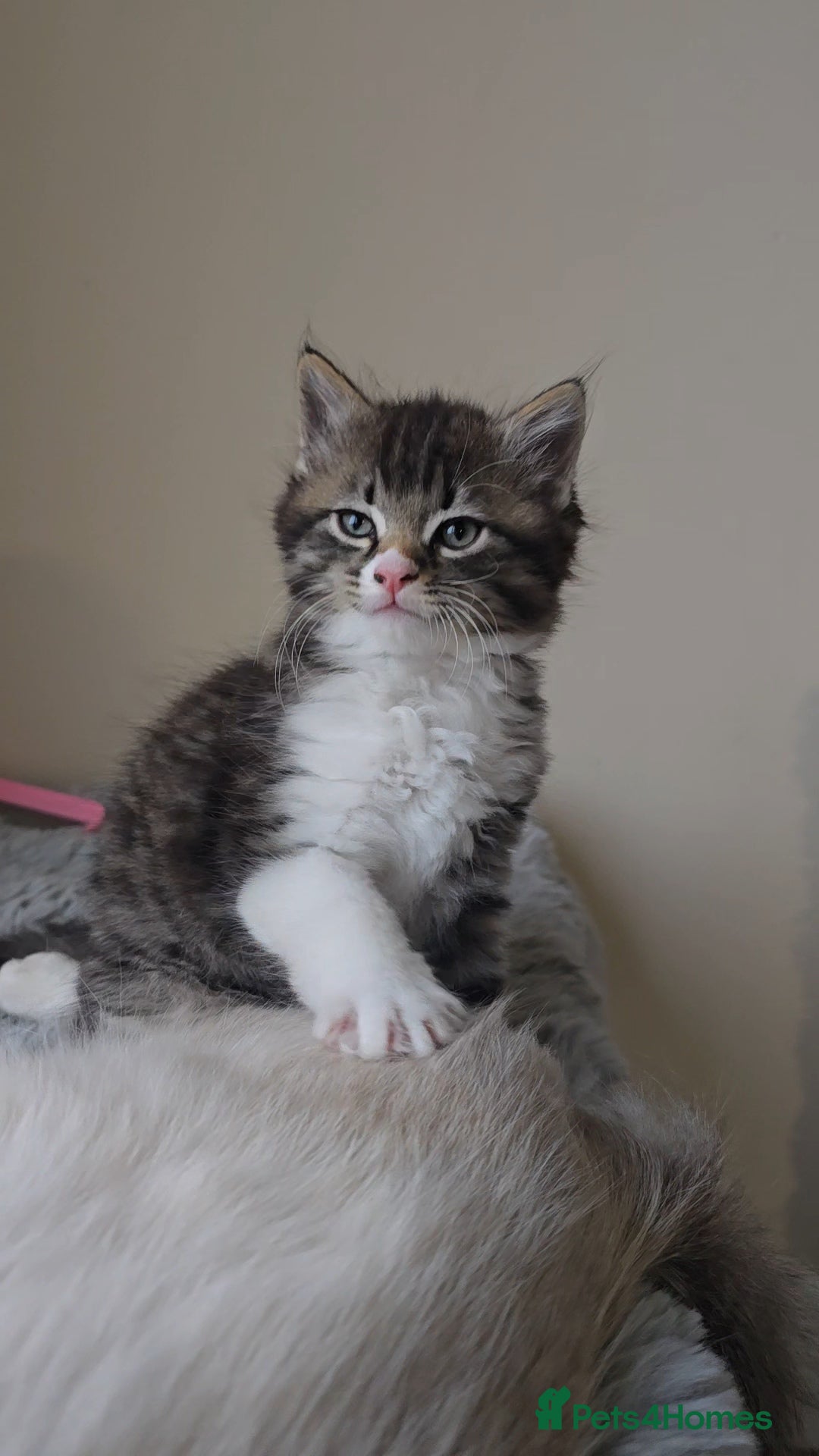 Ragdoll cats for sale: *READY NOW* RAGDOLL CROSS LONG-HAIRED - Image 7