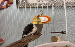 Cockatiels birds for sale: Cockatiel Parrot for Sale - Image 2