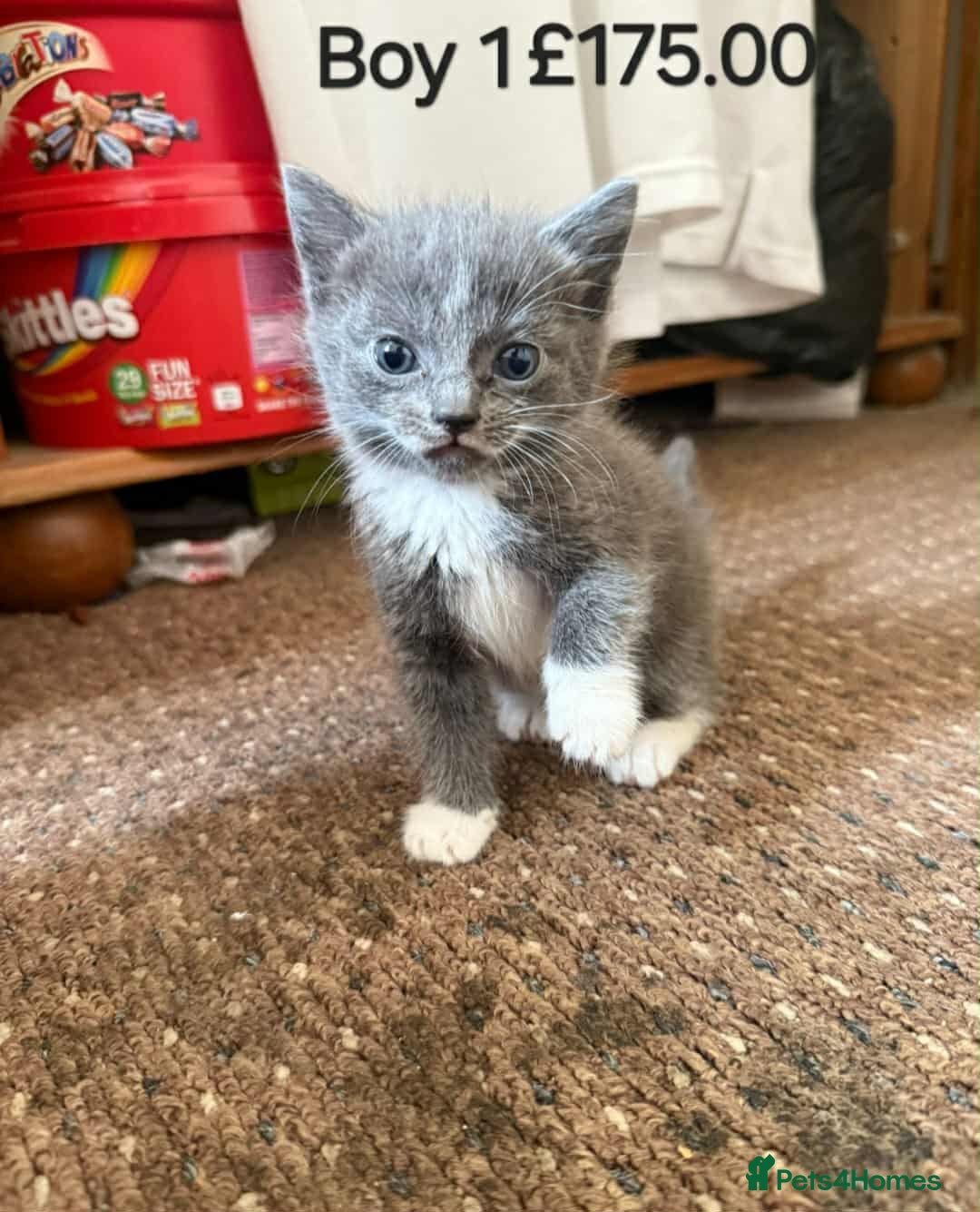 Mixed Breed cats for sale: Mixed breed kittens  - Image 3