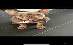 French Bulldog dogs for sale: 2 year old French bulldogs for sale - Image 4