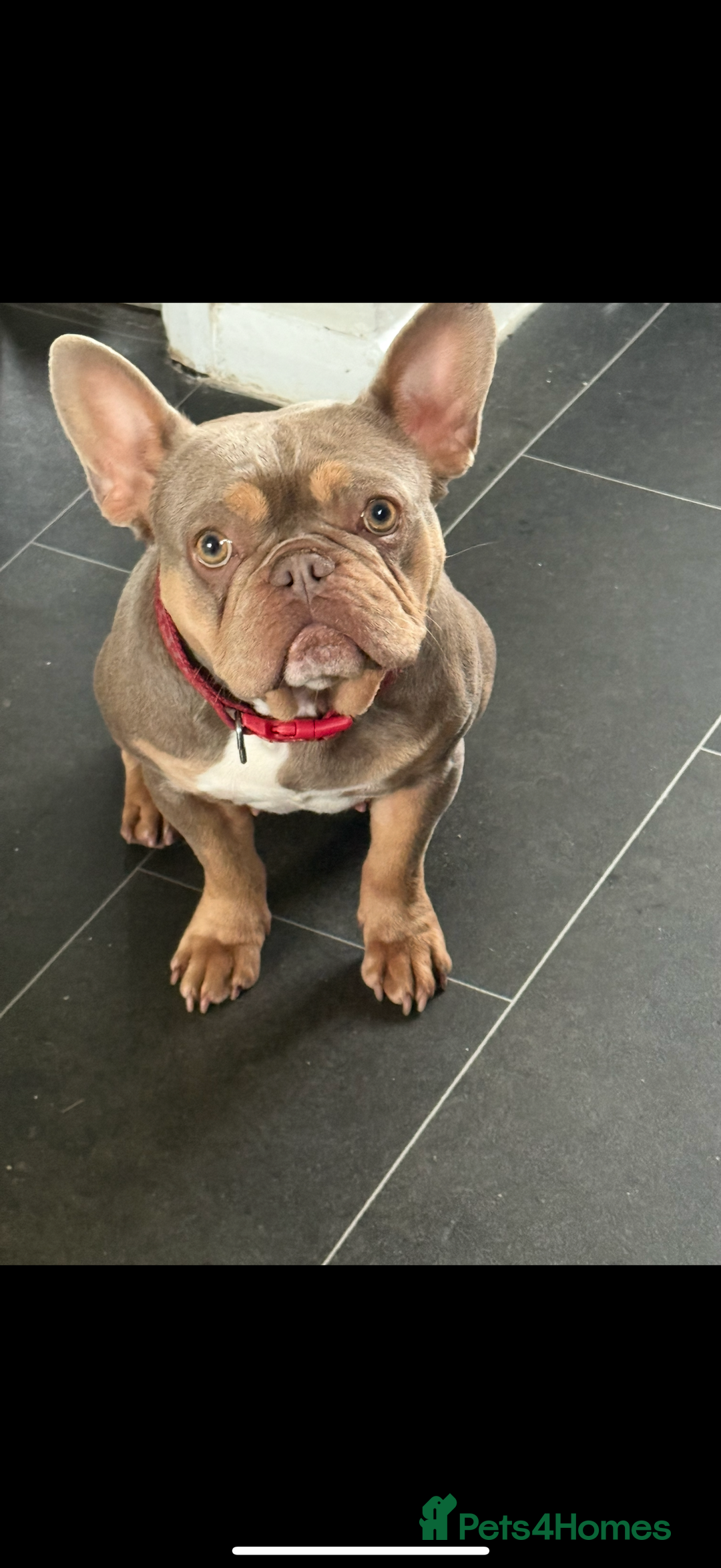 French Bulldog dogs for sale: 2 year old French bulldogs for sale - Image 4